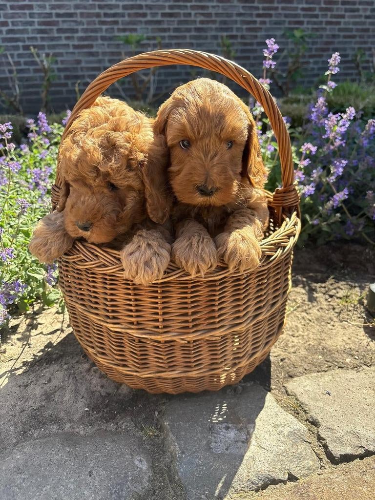 Australian labradoodle puppy's, Parvo, Overige rassen, 8 tot 15 weken, Meerdere