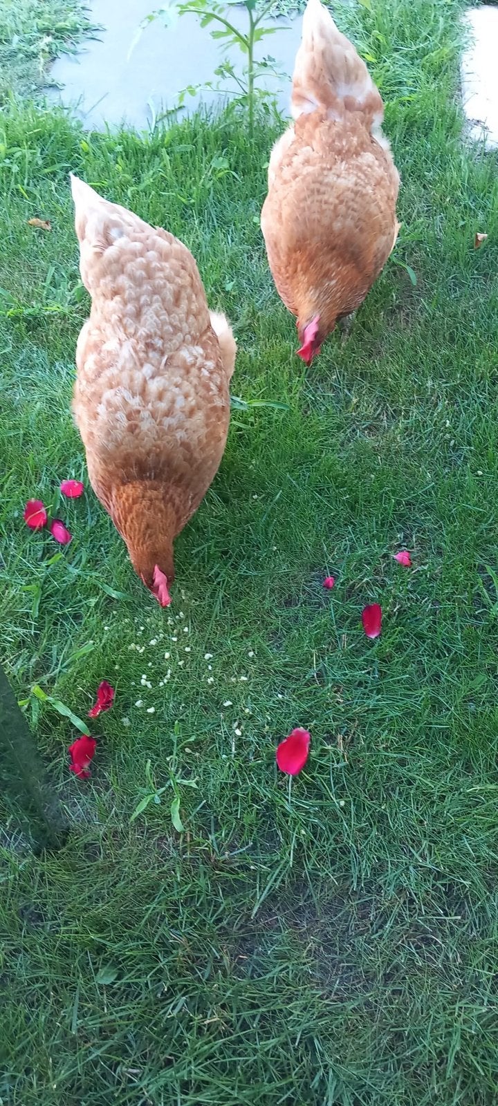 Twee Kippen, Vrouwelijk, Kip