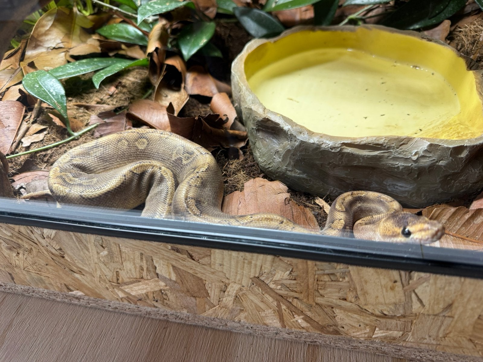 Ball python “champagne” man NK24 met of zonder terrarium Ball Python photo 3