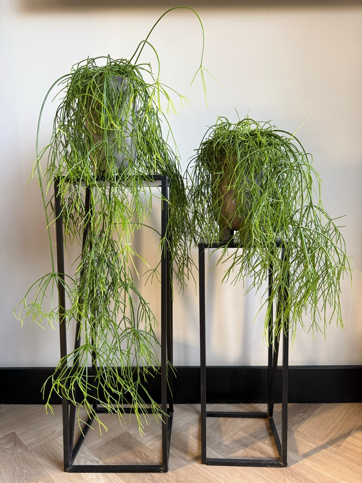 Rhipsalis Cassutha (Koraalcactus) in pot - set van 2!, Ophalen, Halfschaduw, Minder dan 100 cm, Groene kamerplant