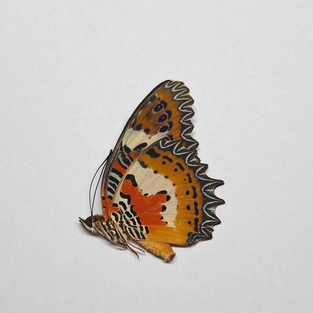 Ongeprepareerde vlinder Cethiosa Hypsea, Ophalen of Verzenden, Nieuw, Insect, Opgezet dier