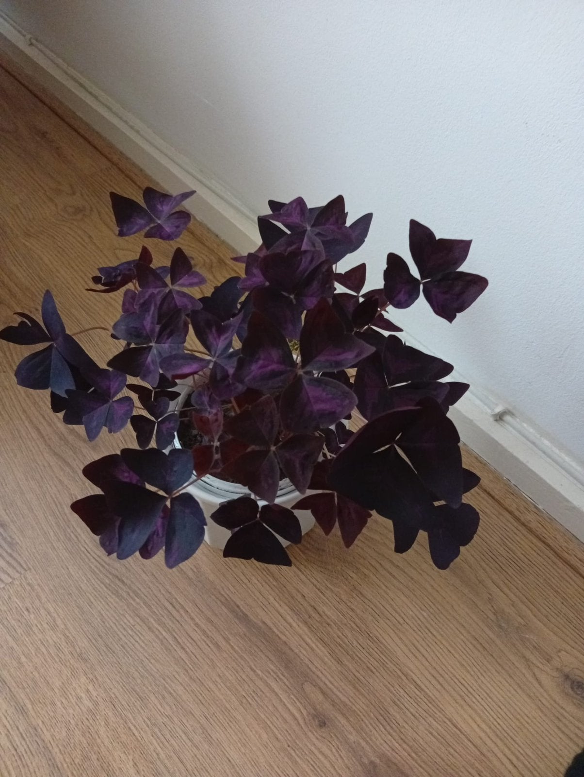 Vlinderplant (oxalis), Ophalen, Zo goed als nieuw
