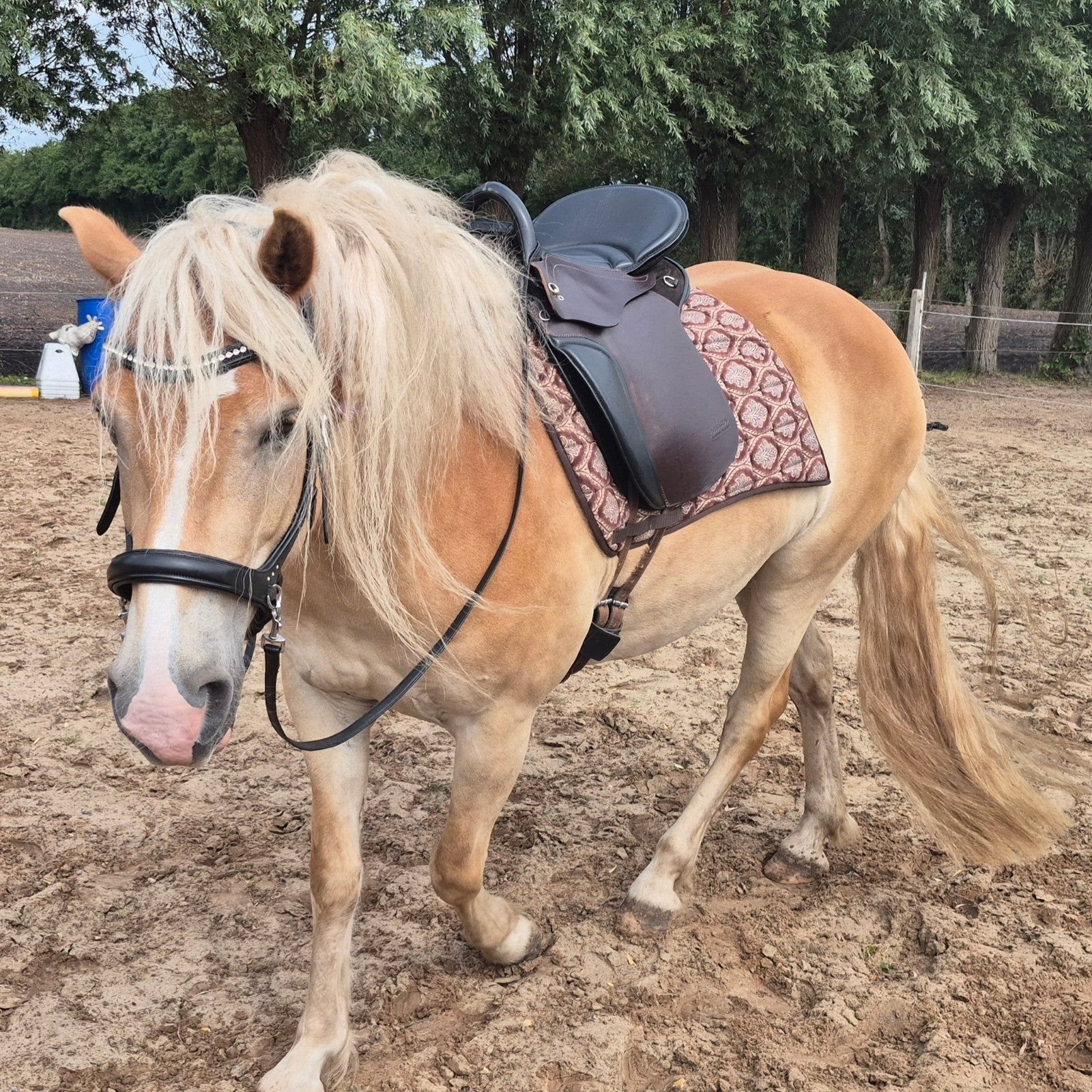 Ervaren bitloze bijrijder gezocht voor d pony haflinger, Ophalen of Verzenden