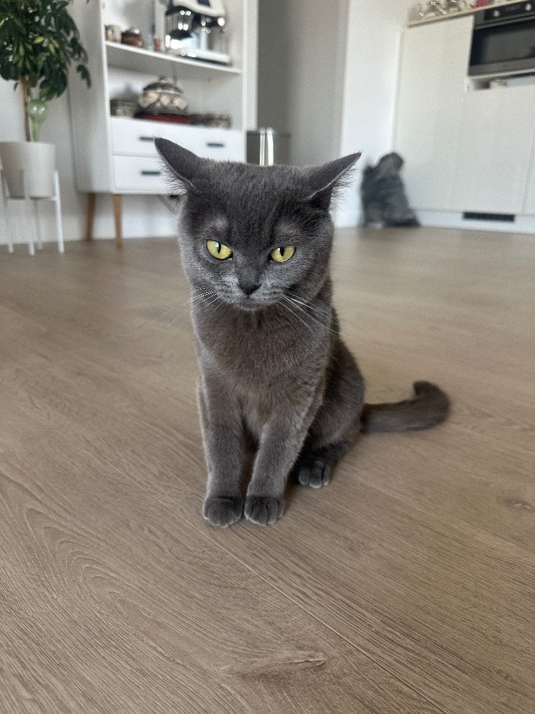 Britse korthaar poes 2 jaar, Poes, Ontwormd, 0 tot 2 jaar