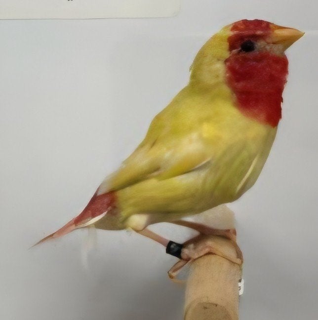 Roodkop papegaaiamadine, split x lutino, Meerdere dieren, Tropenvogel, Geringd