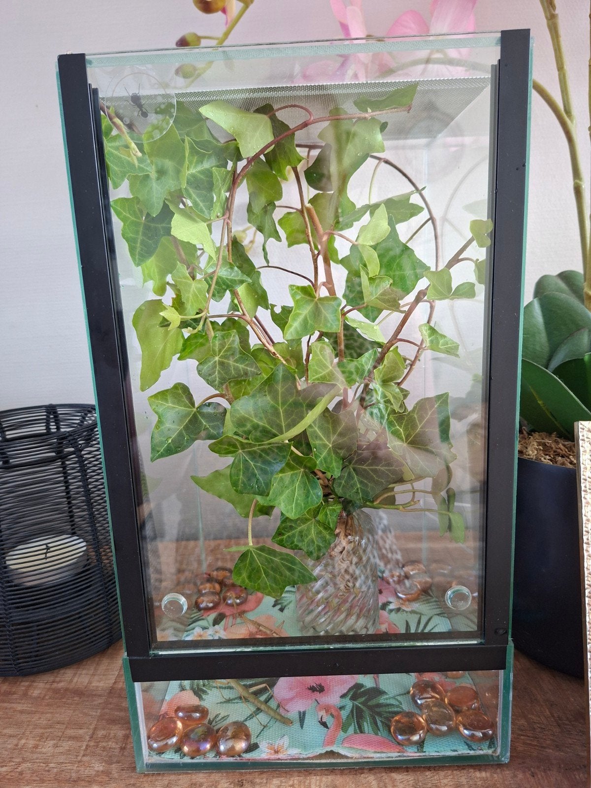 Terrarium 20x20x35 (voor wandelende takken), Dieren en Toebehoren, Wandelende tak