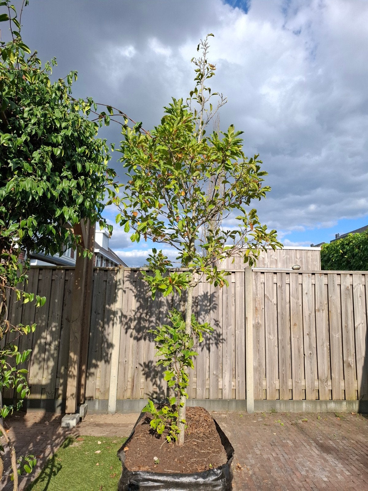 Magnolia soulangeana boom van 3 meter hoog, Tuin en Terras, Overige soorten, 250 tot 400 cm, Ophalen, Volle zon
