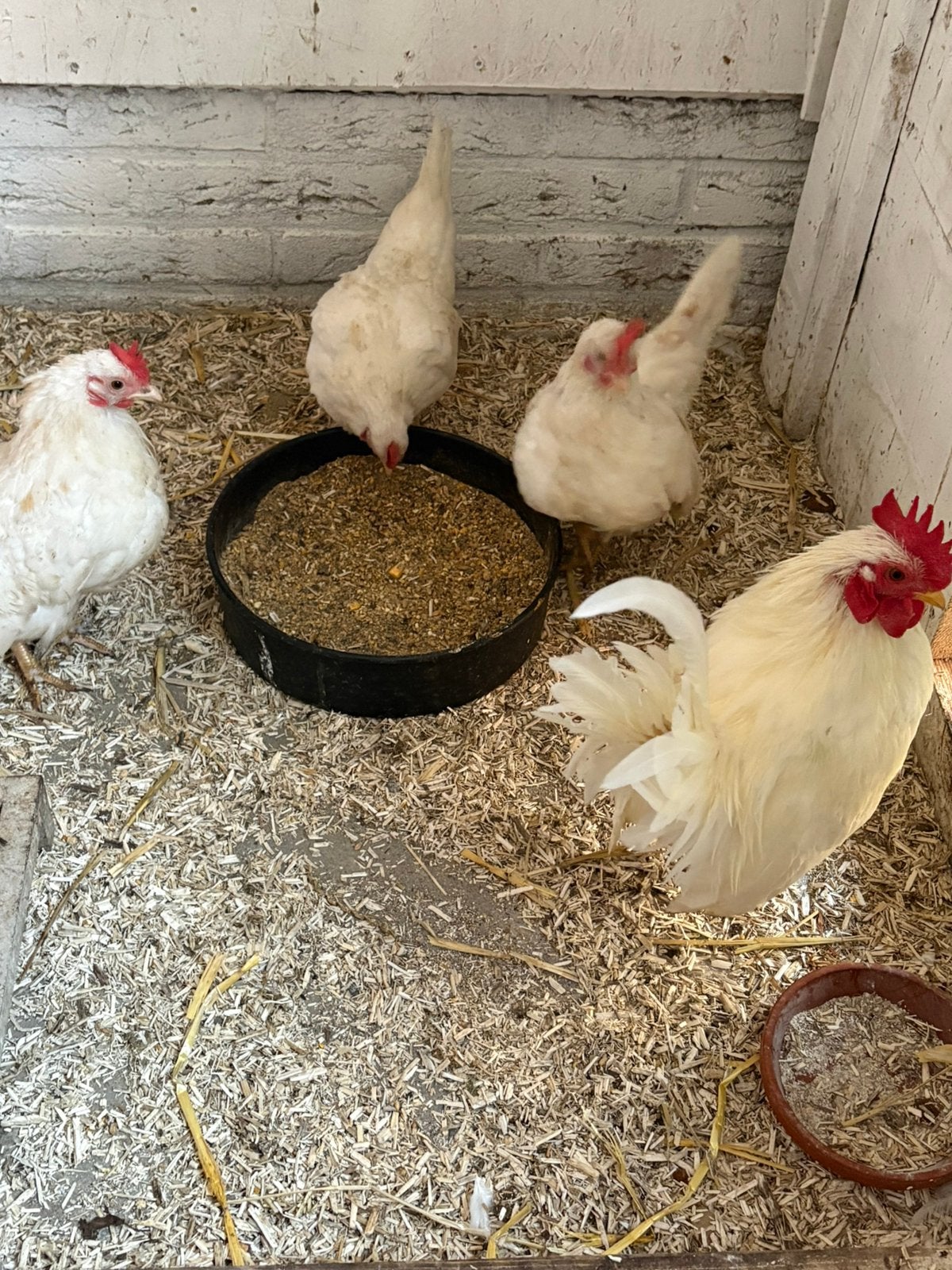 4 witte Serama kippen, Dieren en Toebehoren, Meerdere dieren, Kip