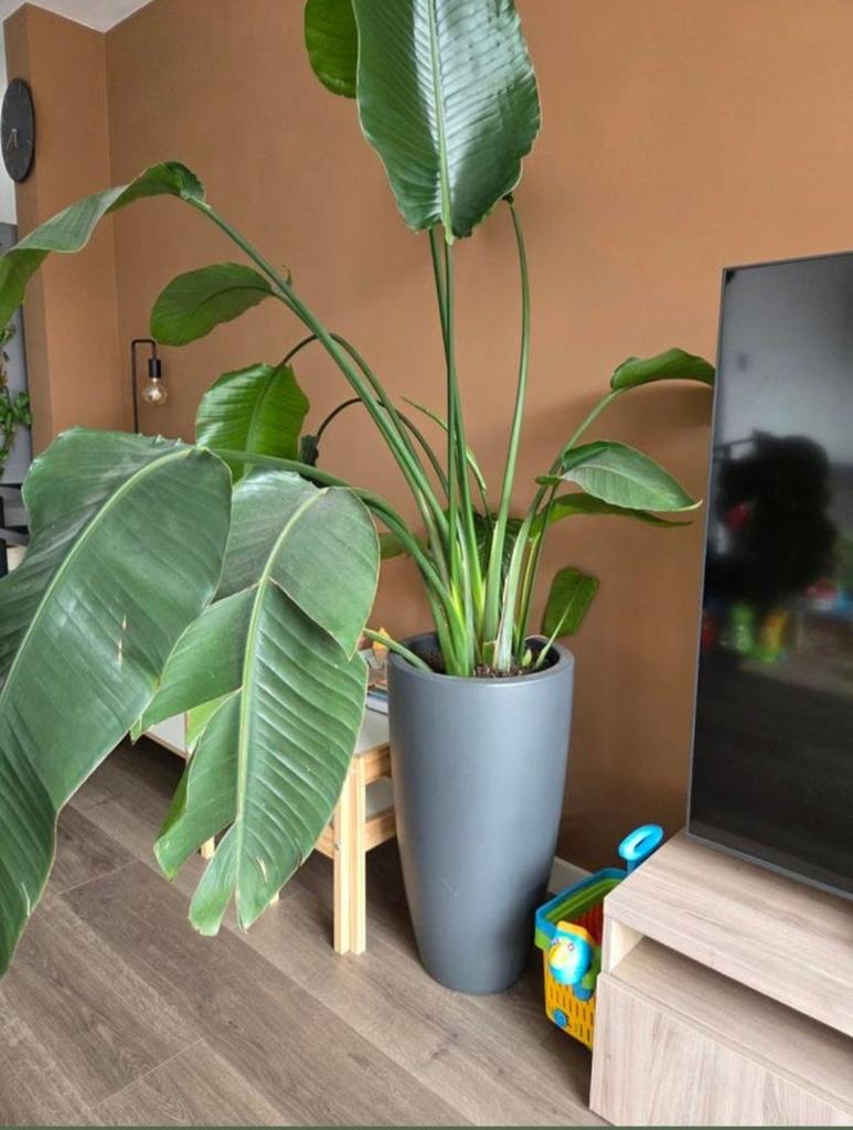 Grote Strelitzia Nicolai, Ophalen, Overige soorten, In pot, 150 tot 200 cm