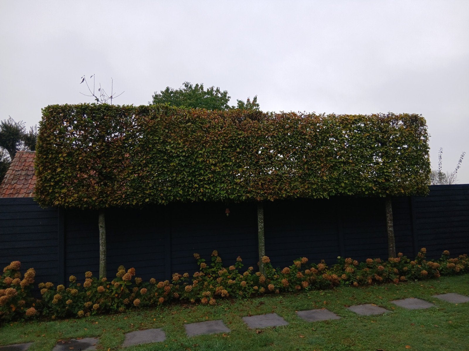 Leiboom - Haagbeuk (Carpinus betulus), Bloeit niet, Leiboom, 250 tot 400 cm, Ophalen