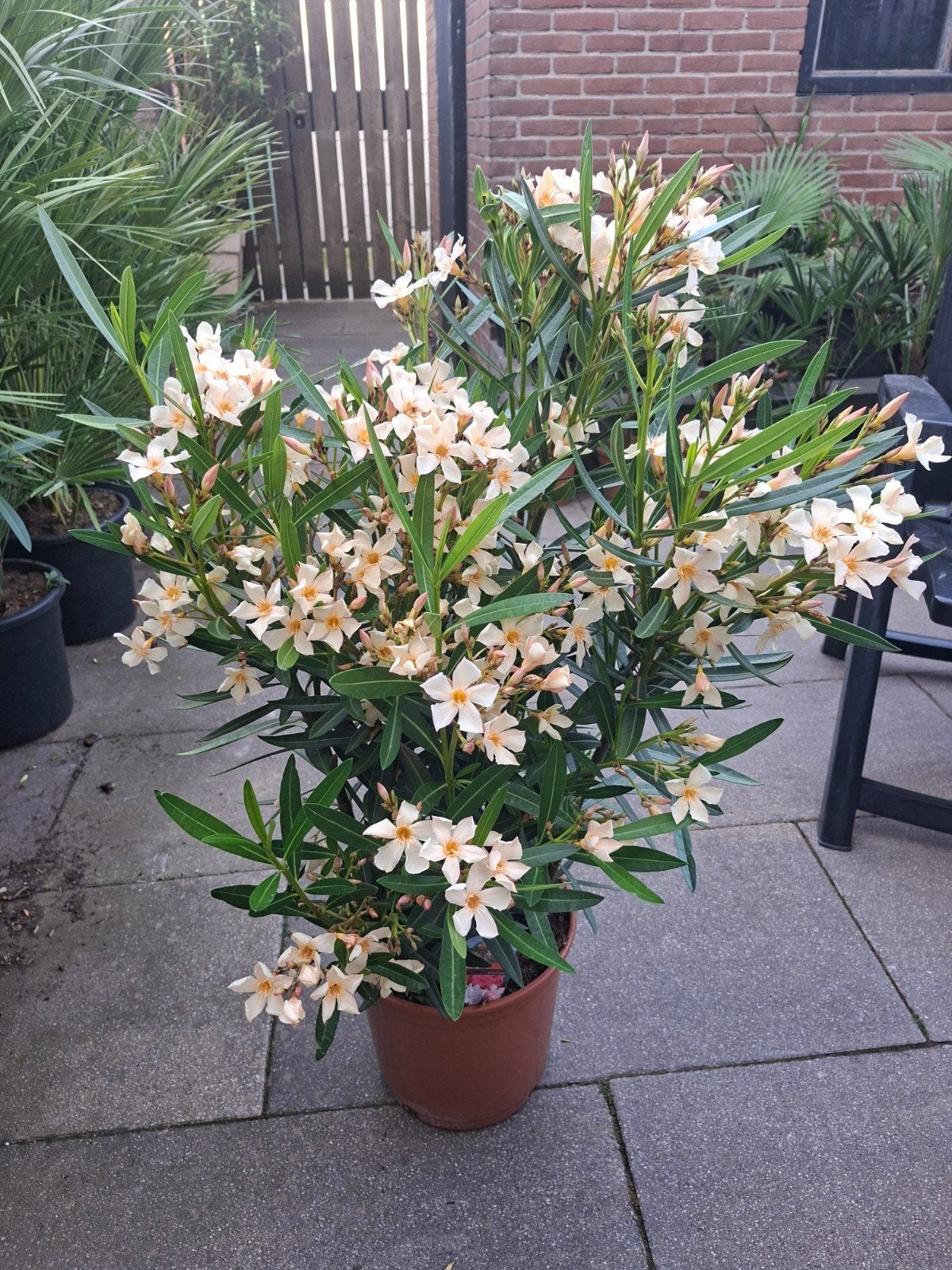 Nerium oleander geel potmaat 27, Tuin en Terras, Planten | Tuinplanten, Ophalen, Overige soorten, Volle zon
