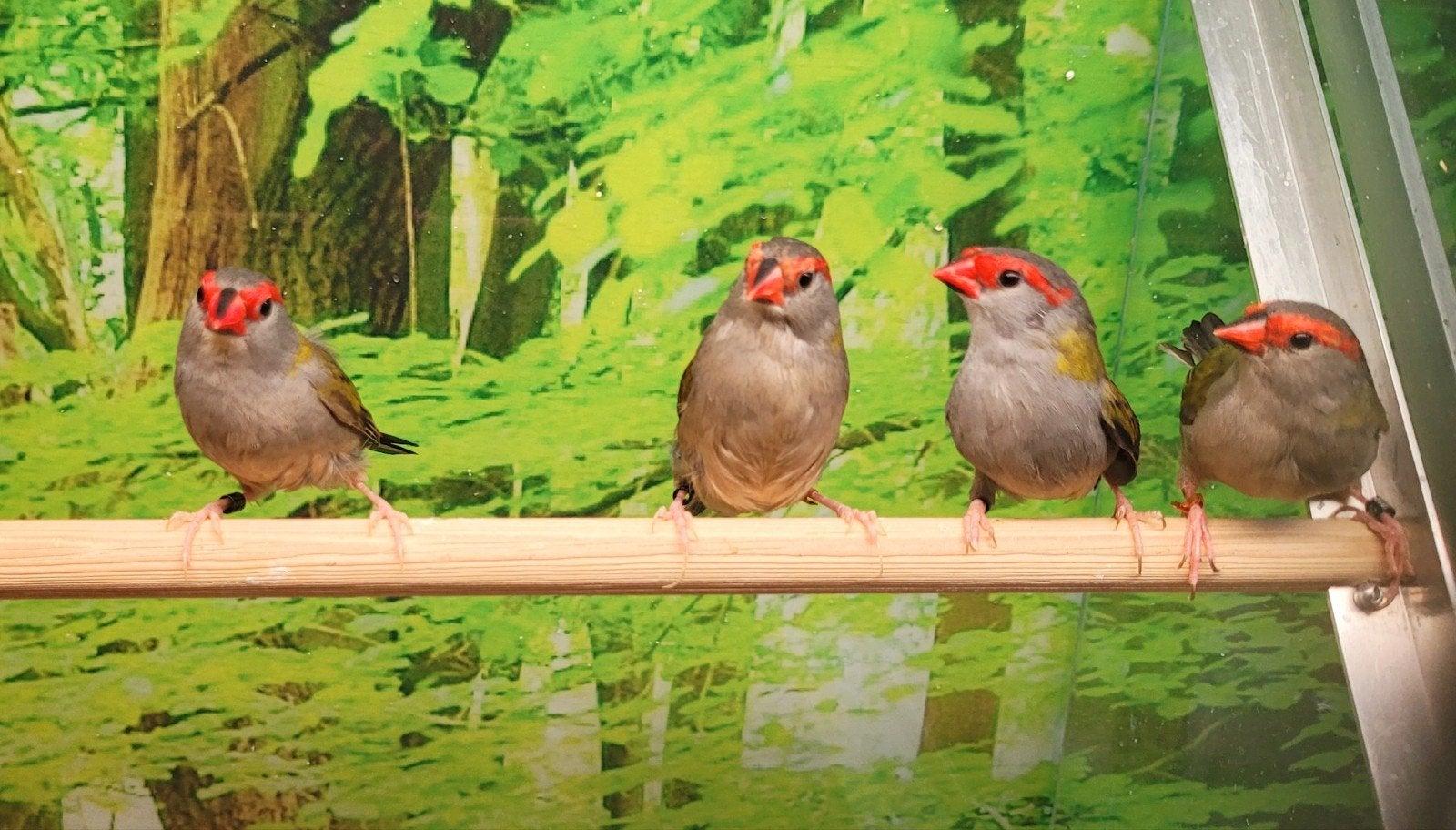 Doornastrildes 2 koppels., Dieren en Toebehoren, Meerdere dieren