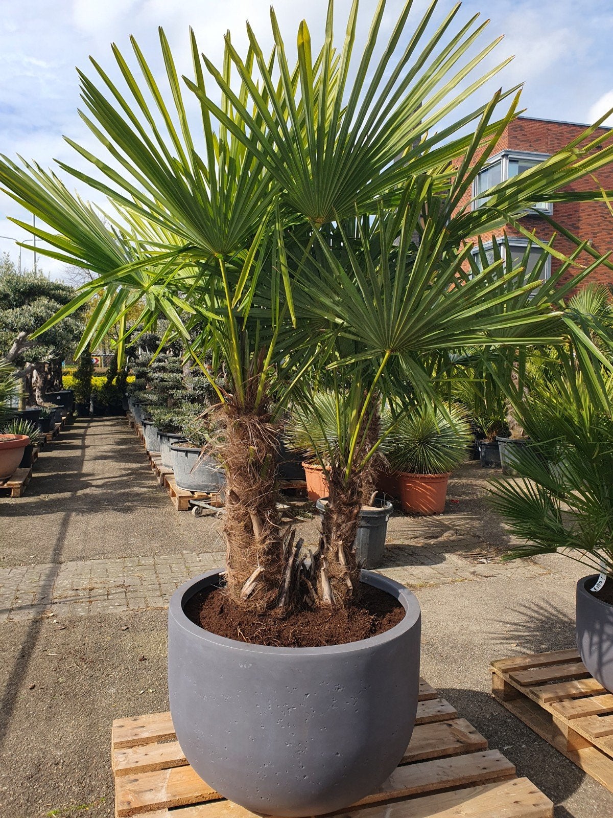 Trachycarpus Fortunei - Winterharde Palmboom, 100 tot 250 cm, Zomer, Palmboom, Ophalen