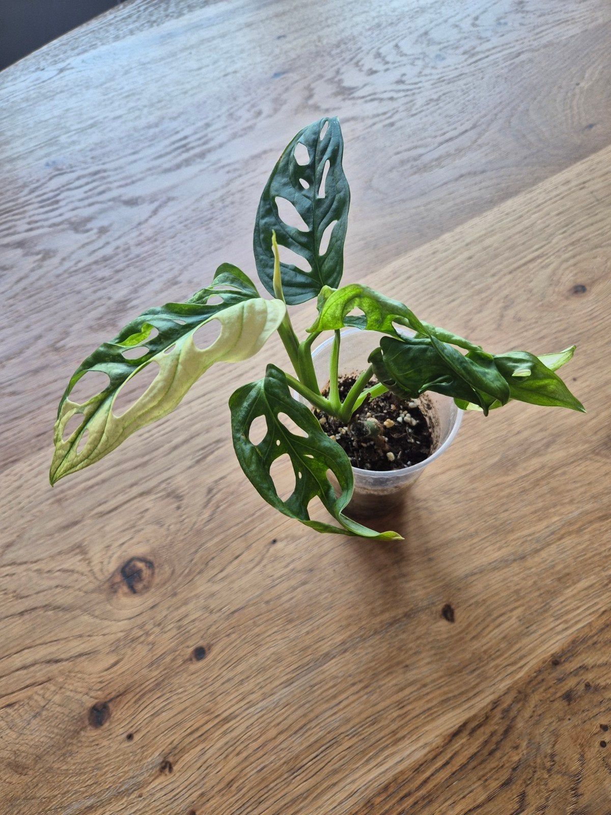 Monstera Adansonii Variegata - Zeldzame Stek, Binnen, Natuurlijk materiaal, Overige typen, Ophalen of Verzenden