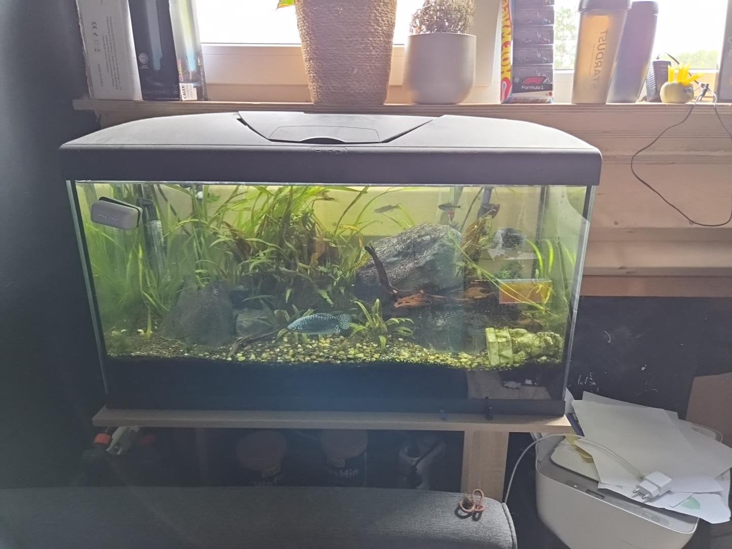 Capri Aquarium 100L, Ophalen, Gebruikt, Overige merken, Gevuld zoetwateraquarium