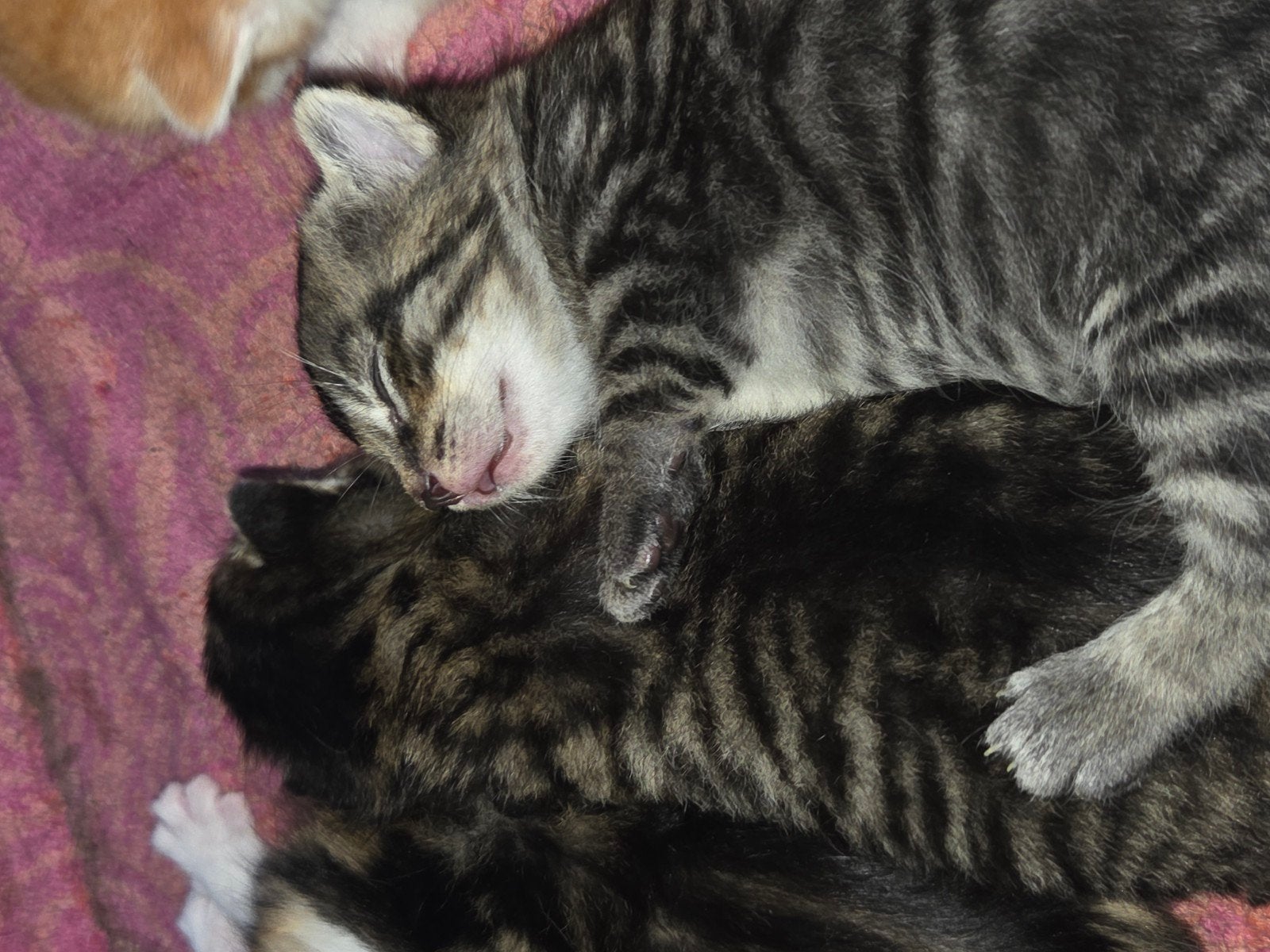 Foto 5 van prachtig nestje geboren