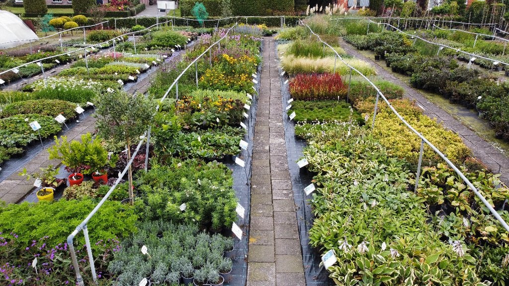 TUINPLANTEN, GOEDKOOP TUINNIEREN, dat kan alleen bij ons !!, Tuin en Terras, Ophalen, Vaste plant, Overige soorten, Volle zon