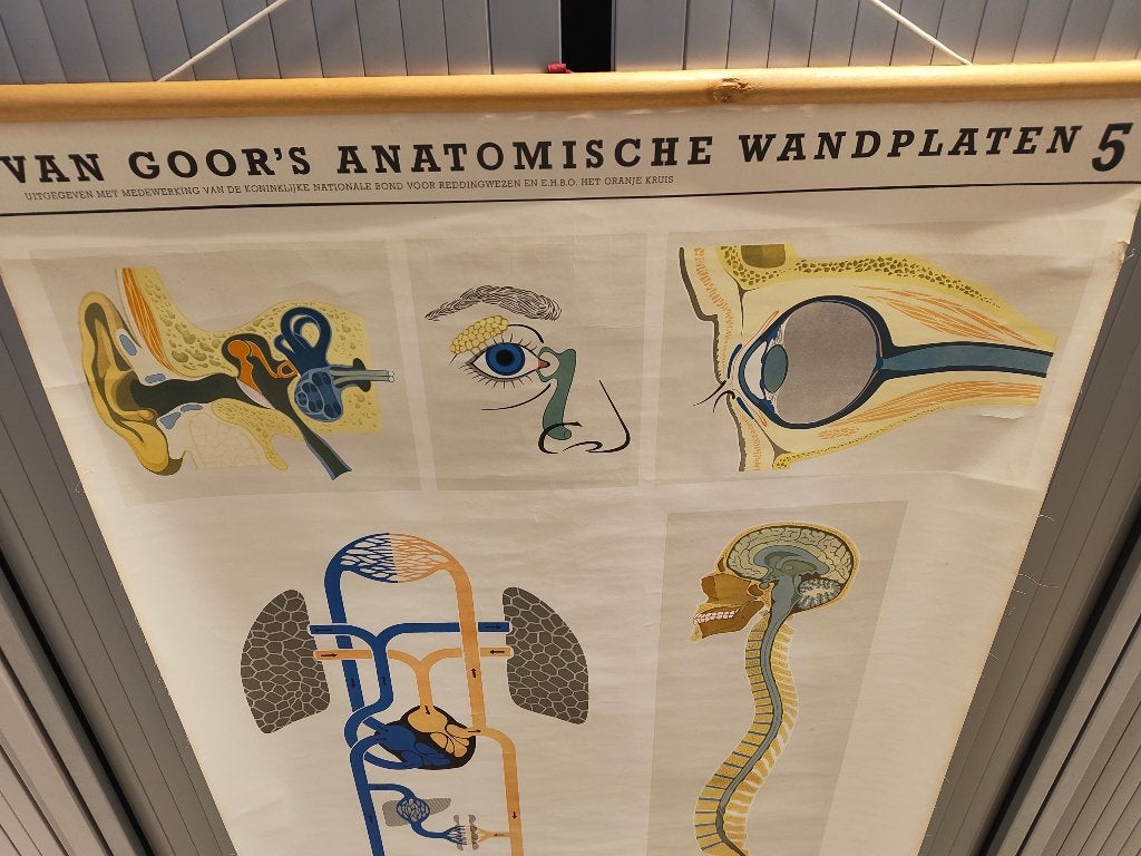 Van Goor’s Anatomische Wandplaten 5 – vintage schoolplaat, Ophalen, Natuur en Biologie