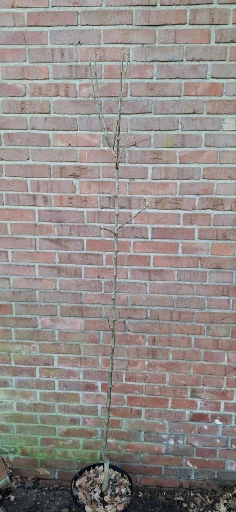 Pyrus 'gieser wildeman'. Stoofperenboom, Tuin en Terras, Ophalen, Volle zon, Overige soorten