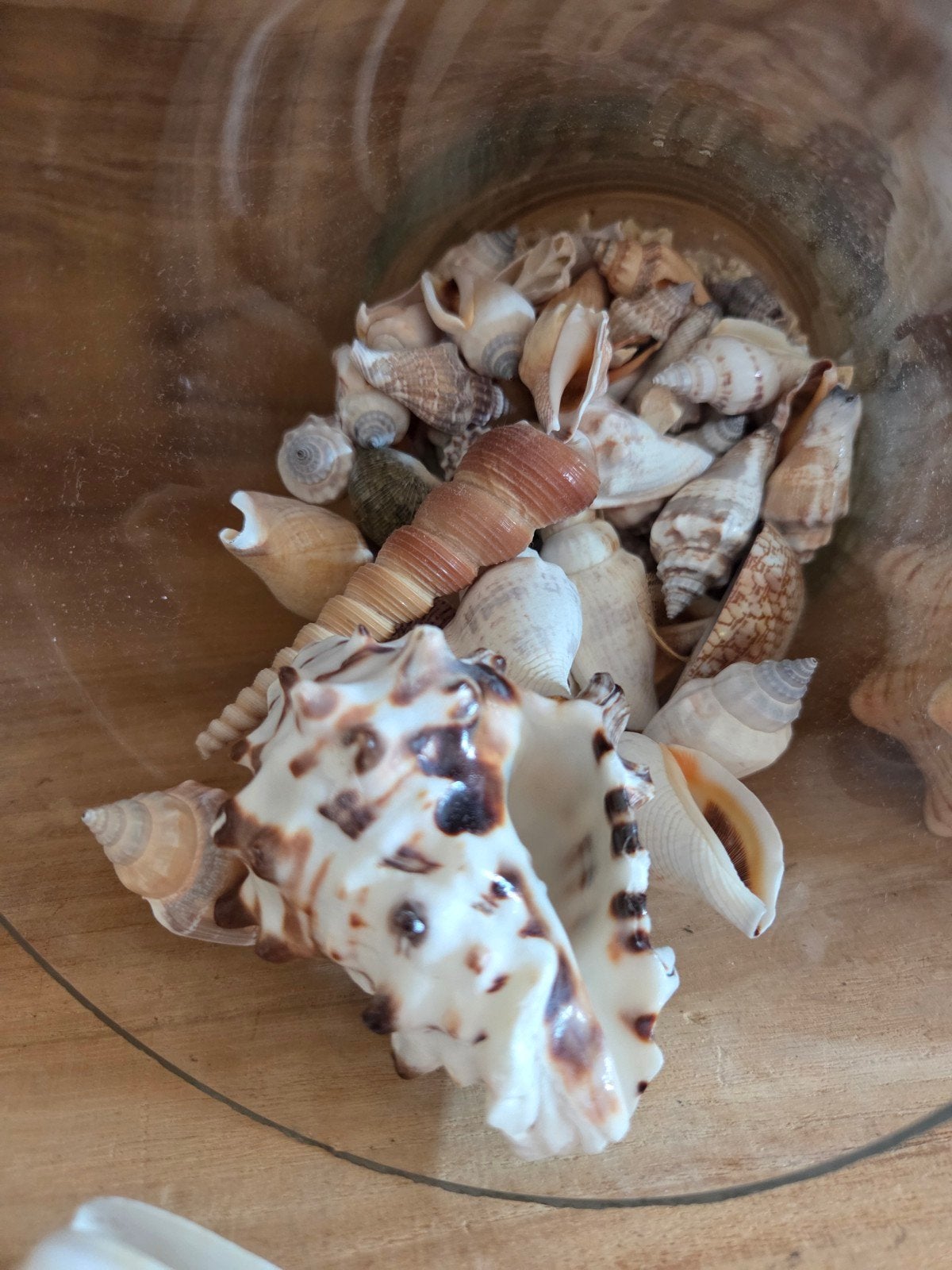 Decoratieve glazen vaas met schelpen, Ophalen of Verzenden, Schelp(en)