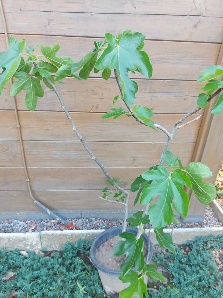 Vijgenstruiken, Tuin en Terras, Planten | Fruitbomen, Ophalen