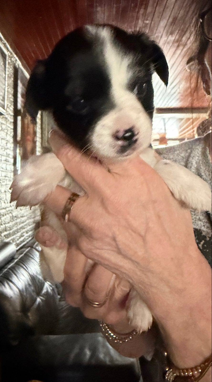 Puppy  te koop zeer mooi, Overige rassen, Meerdere, Meerdere dieren, Nederland