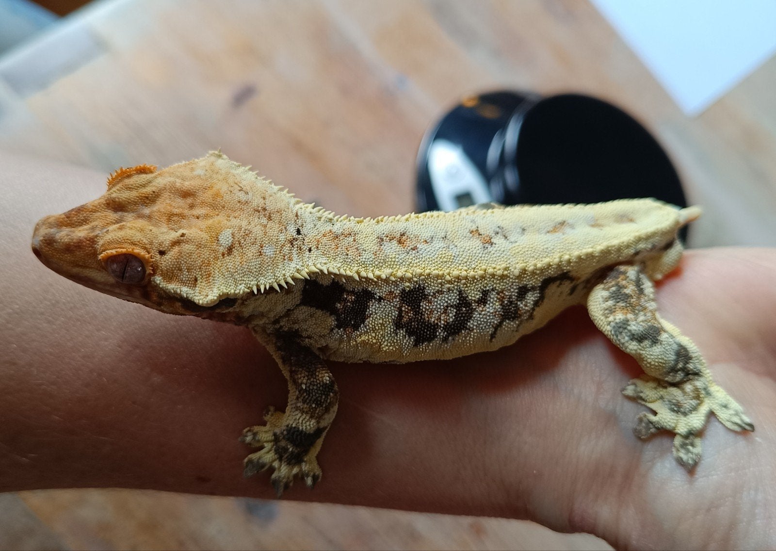 Wimpergekko man Lilly White Crested Gecko photo 2