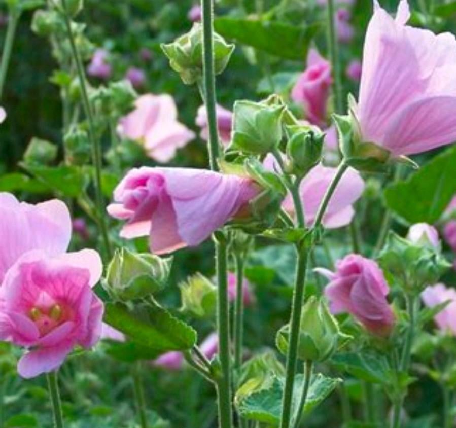 Biologische roze lavatera - vaste plant, Ophalen, Volle zon