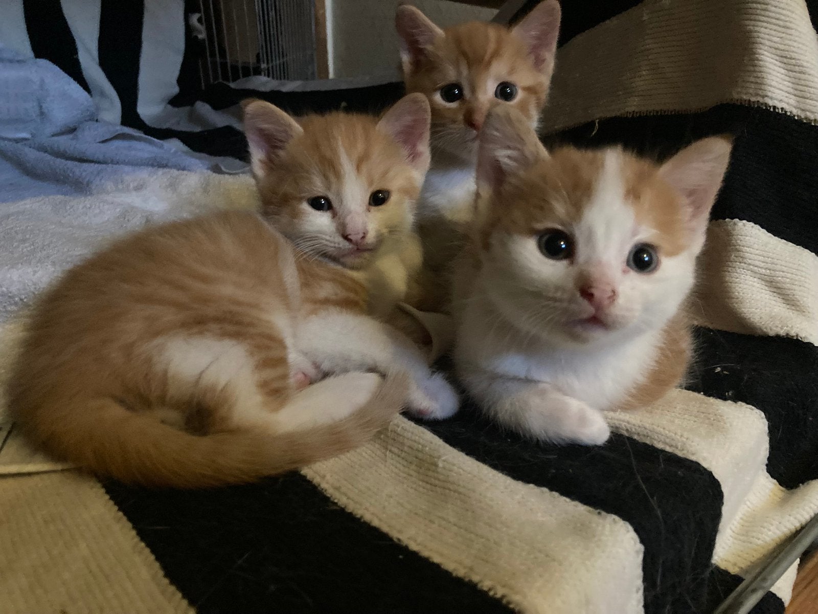 Drie schattige rode kittens, Dieren en Toebehoren, Katten en Kittens | Overige Katten, Meerdere dieren