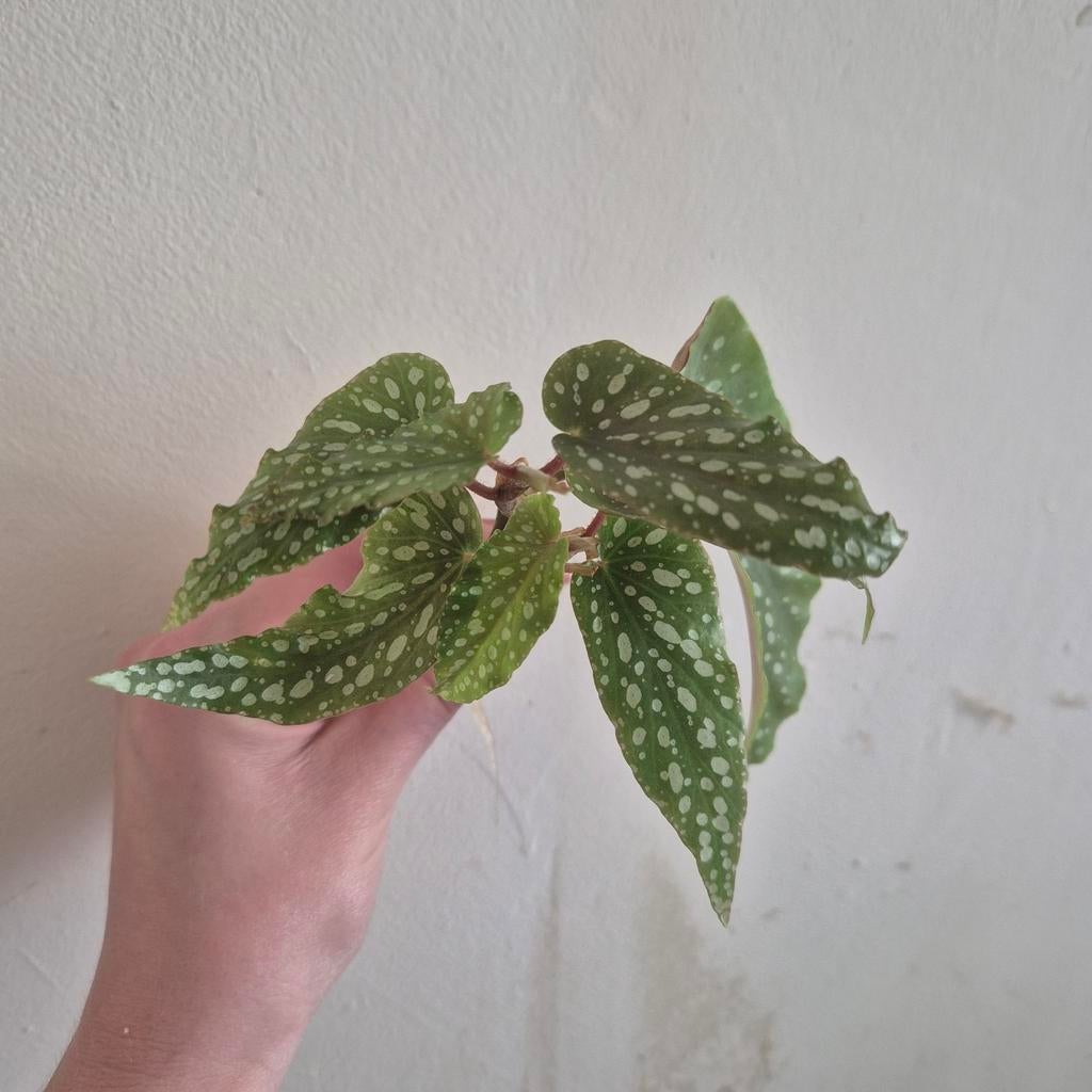 Gewortelde begonia tamaya, Huis en Inrichting, Kamerplanten, Ophalen of Verzenden, Halfschaduw, Minder dan 100 cm