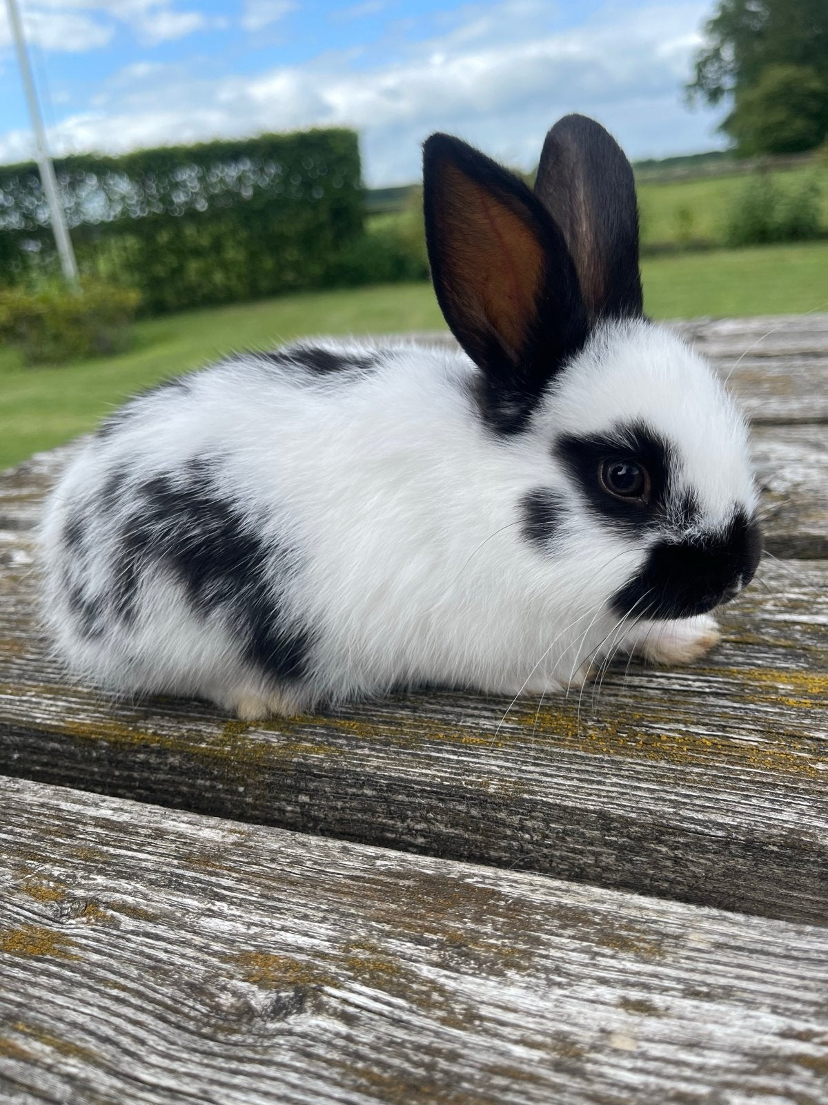 Jonge Lotharinger, Dieren en Toebehoren, Konijnen, Mannelijk, Middelgroot, 0 tot 2 jaar