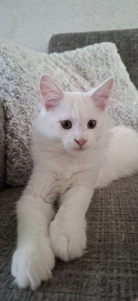 Maine Coon kitten, mannetje, Meerdere dieren, Gechipt, 0 tot 2 jaar