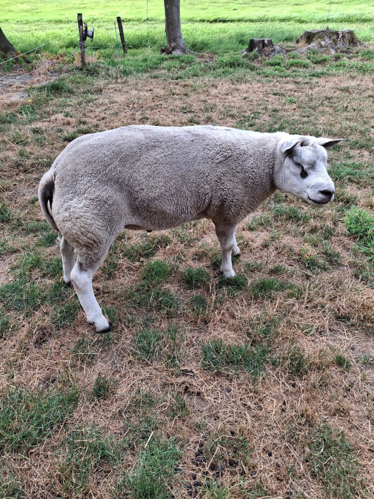 texelse dekram, Mannelijk, Schaap, 0 tot 2 jaar