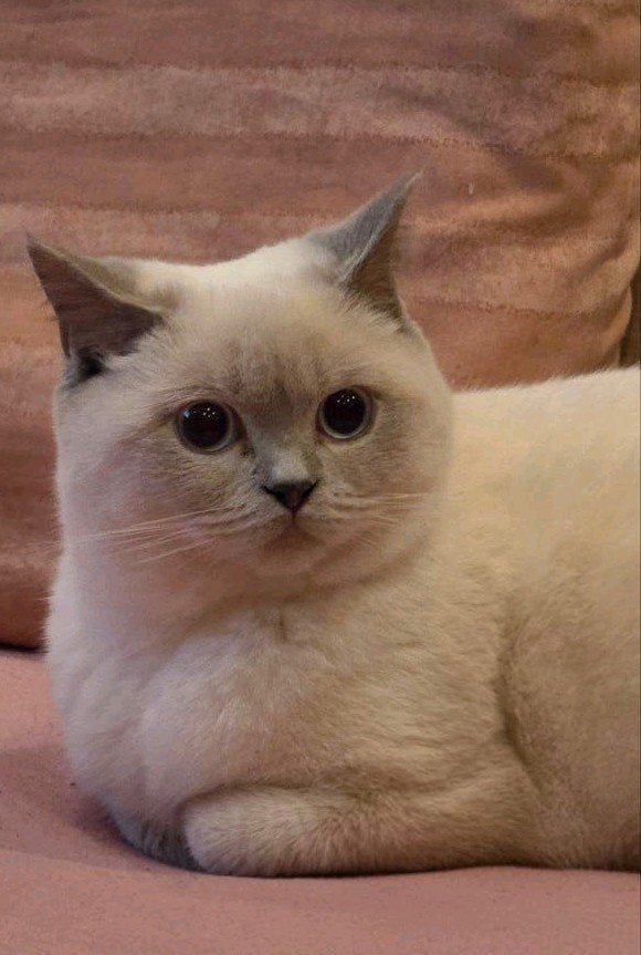 Lieve Bkh Blue Point poes zoekt een warm thuis, Poes