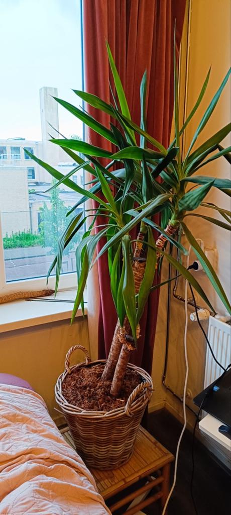 Grote Yucca palm / kamerplant inclusief mand, Verzenden, Halfschaduw, 100 tot 150 cm
