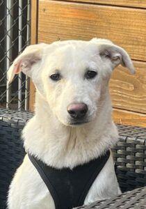 AIN:  Solana, Dieren en Toebehoren, Handelaar, 1 tot 2 jaar, Buitenland, Teef