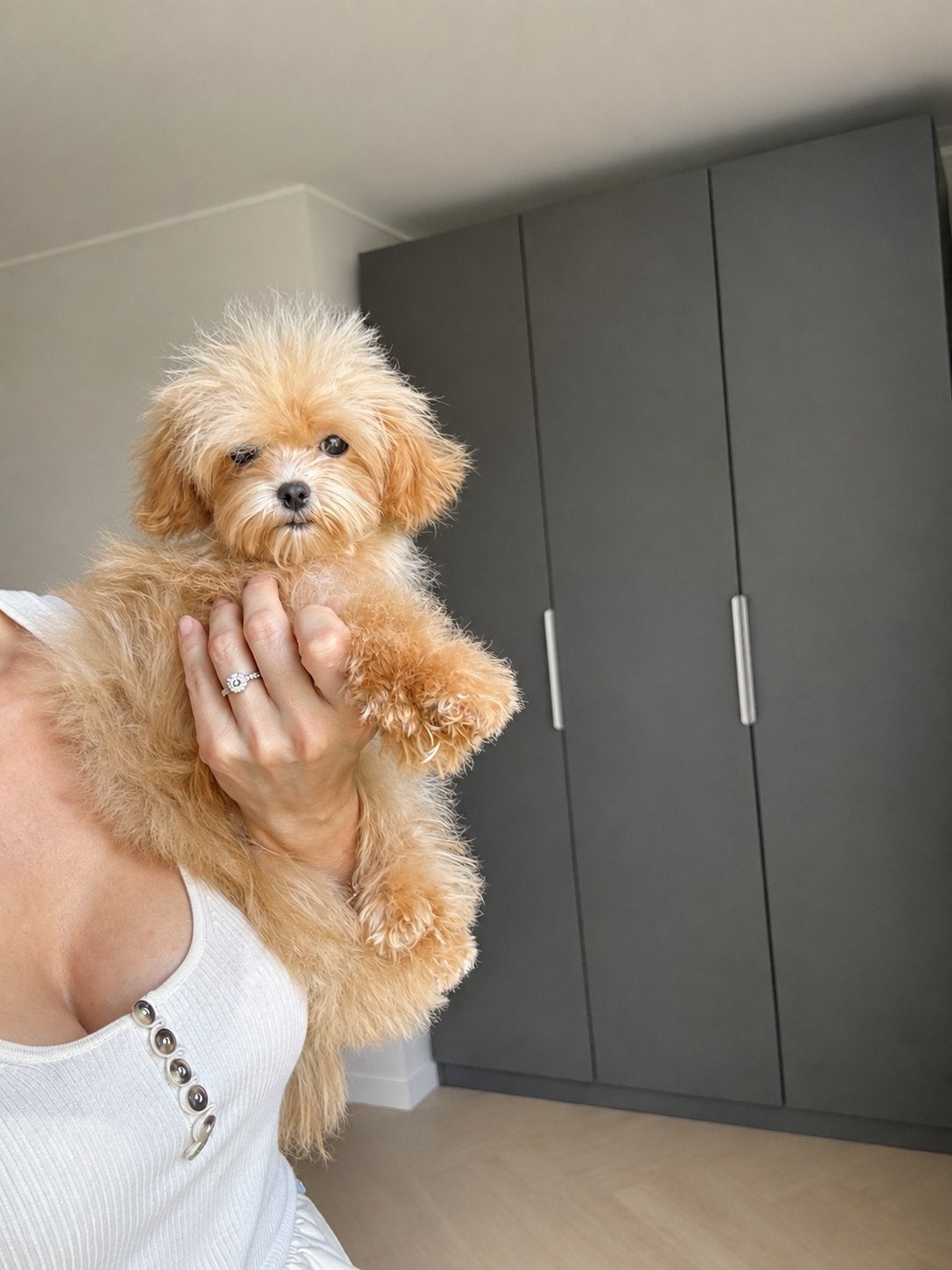 Exclusieve Maltipoo F1 pup ;Maltezer/ Asian Toy Poedel), Dieren en Toebehoren, Particulier, Overige rassen, 8 tot 15 weken, Buitenland