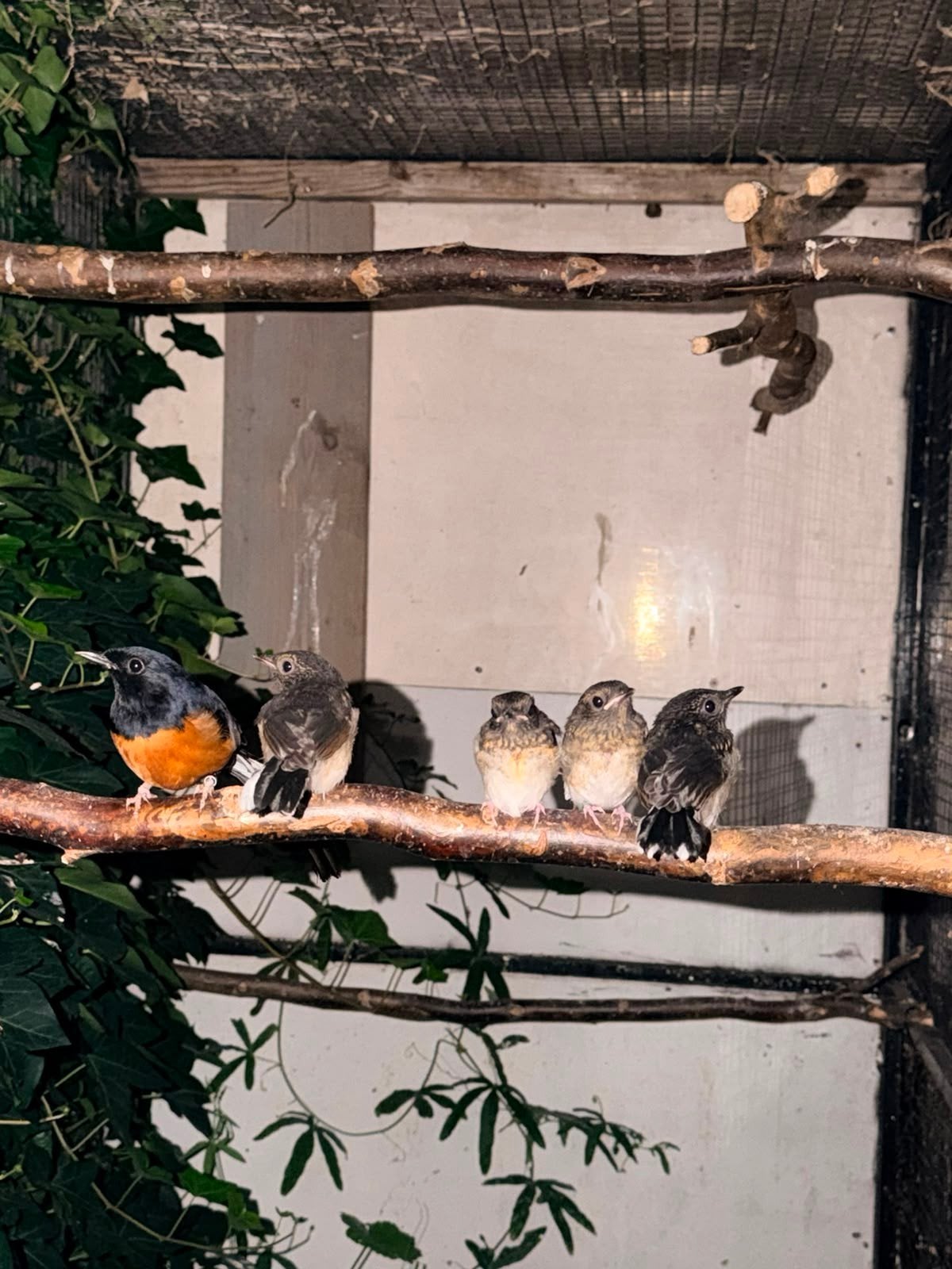 Jonge schamalijsters van verschillende nesten en ouders!, Meerdere dieren, Tropenvogel, Geringd