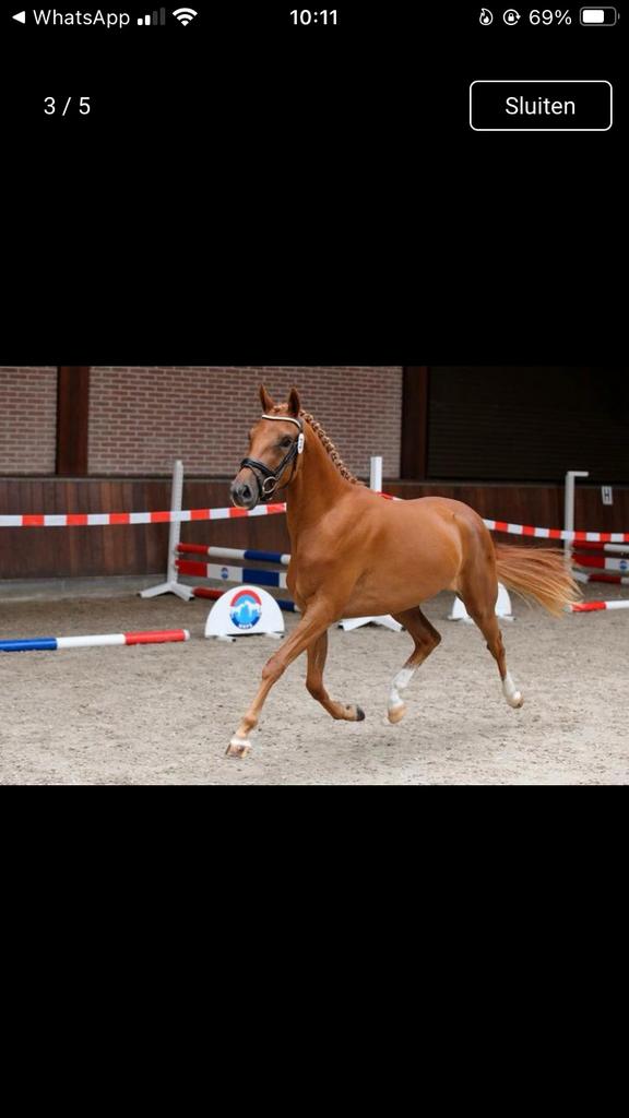 Lieve allround D pony, Dieren en Toebehoren, Paarden, Merrie, Minder dan 160 cm, Met stamboom, Dressuurpaard