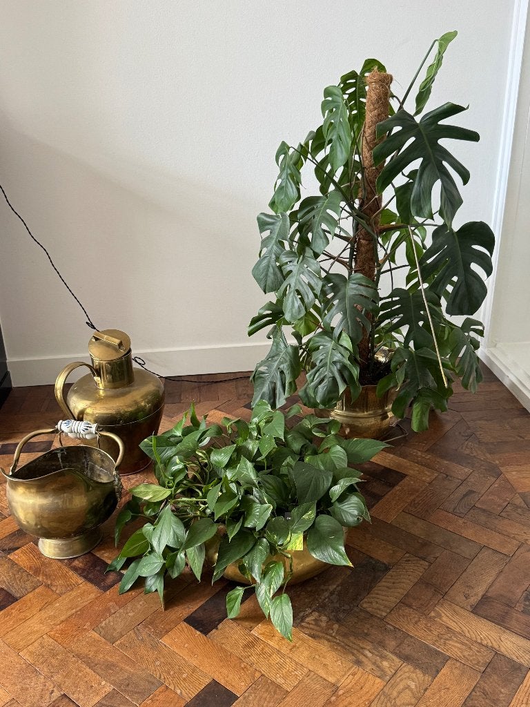 Urban Jungle Set: Kamerplanten Vintage Messing Potten, Ophalen, 100 tot 150 cm, Overige soorten, Halfschaduw