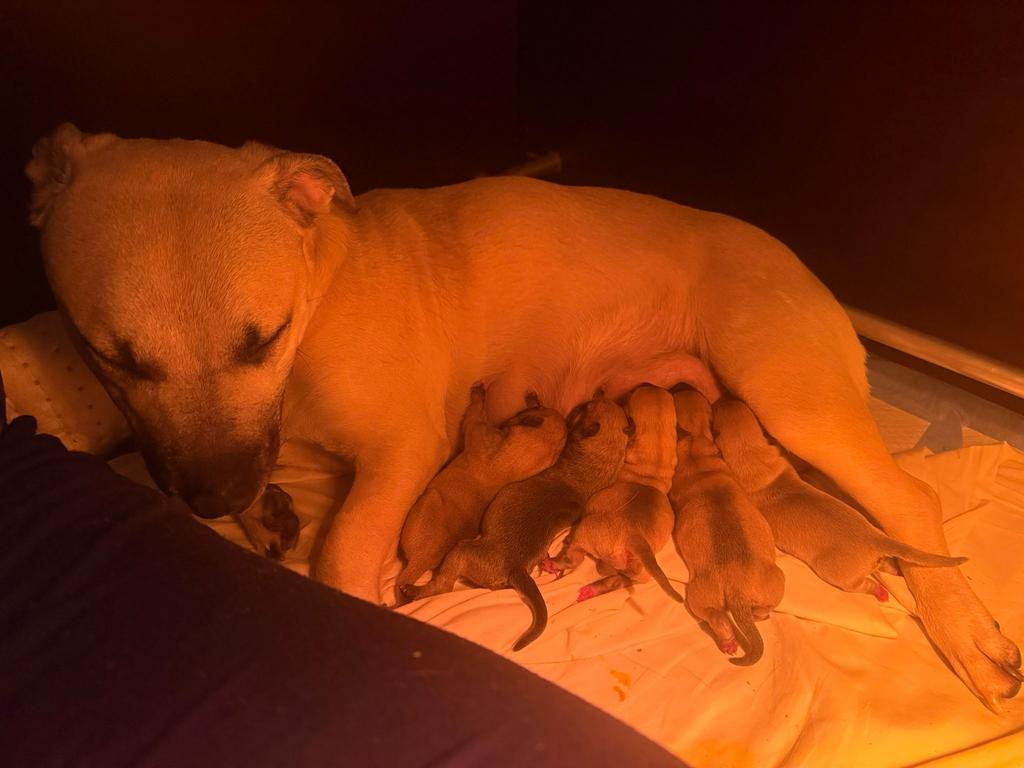 pups kruising Stafford Bully, Dieren en Toebehoren, Honden | Niet-rashonden, 8 tot 15 weken, Parvo, Meerdere, Meerdere dieren
