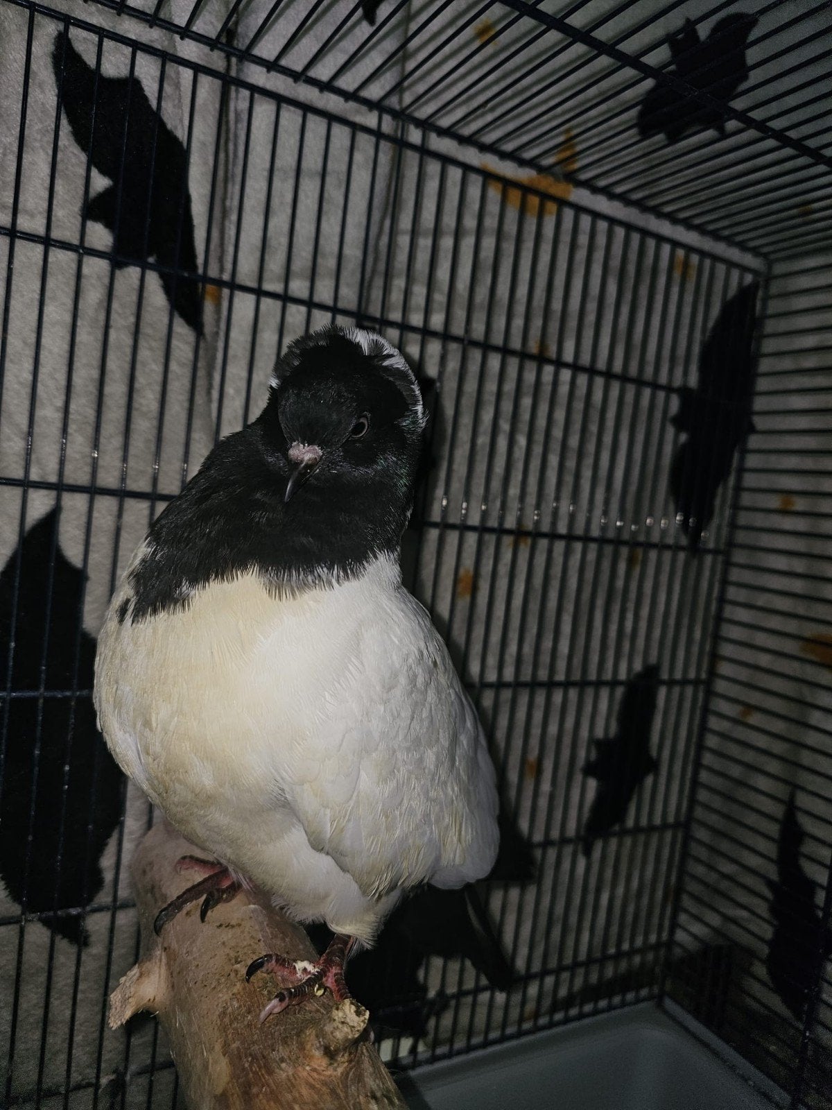 jonge nonduif doffer, Mannelijk, Tuimelaar of Roller