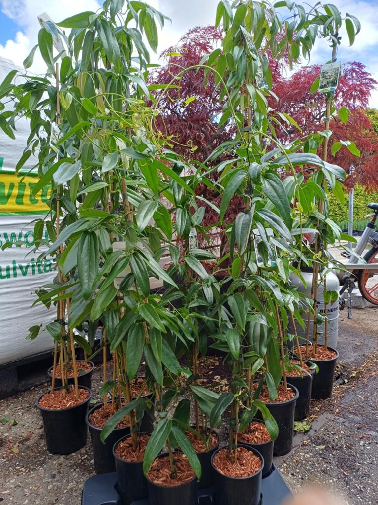 Clematis Armandii - Groenblijvend & Geurend, Volle zon, Vaste plant, Ophalen of Verzenden, Klimplanten