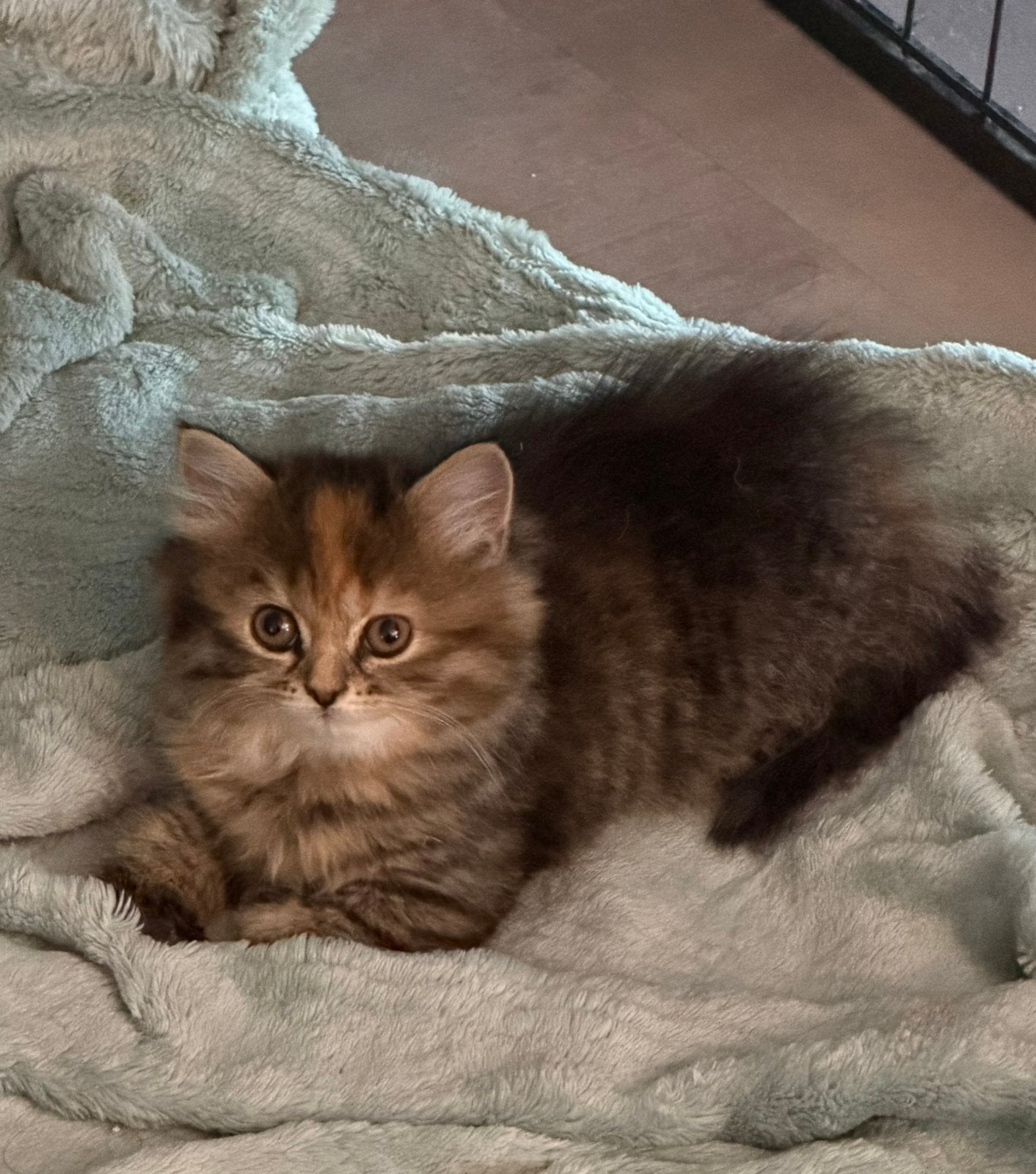 Britse langhaar kittens (nog 1 beschikbaar), Meerdere dieren, Ontwormd, 0 tot 2 jaar