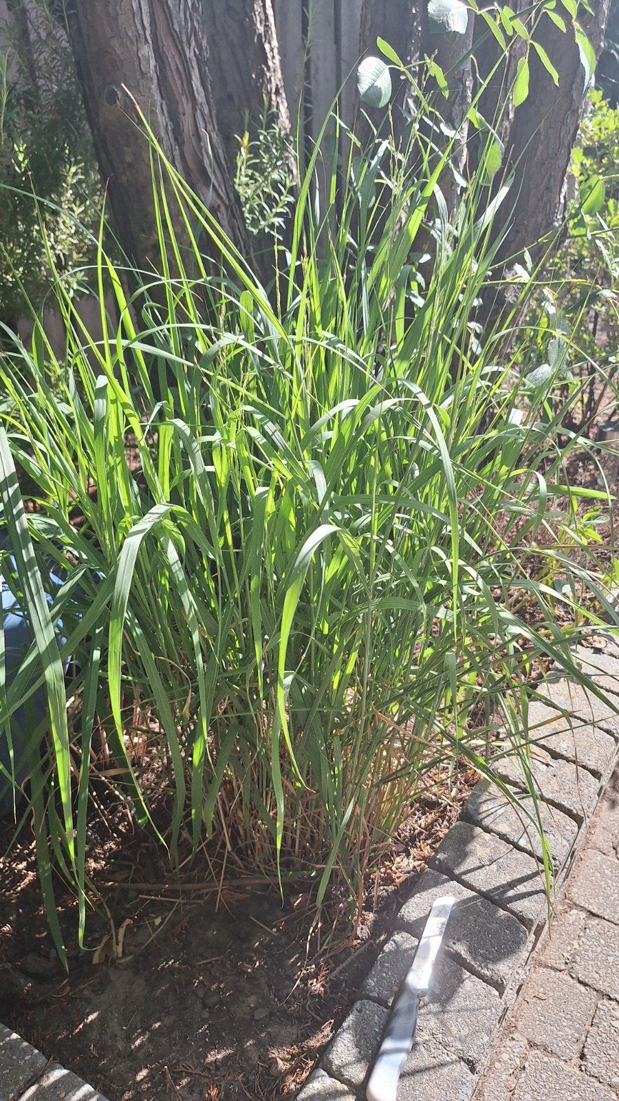 gratis siergras., Tuin en Terras, Ophalen, Halfschaduw, Overige soorten