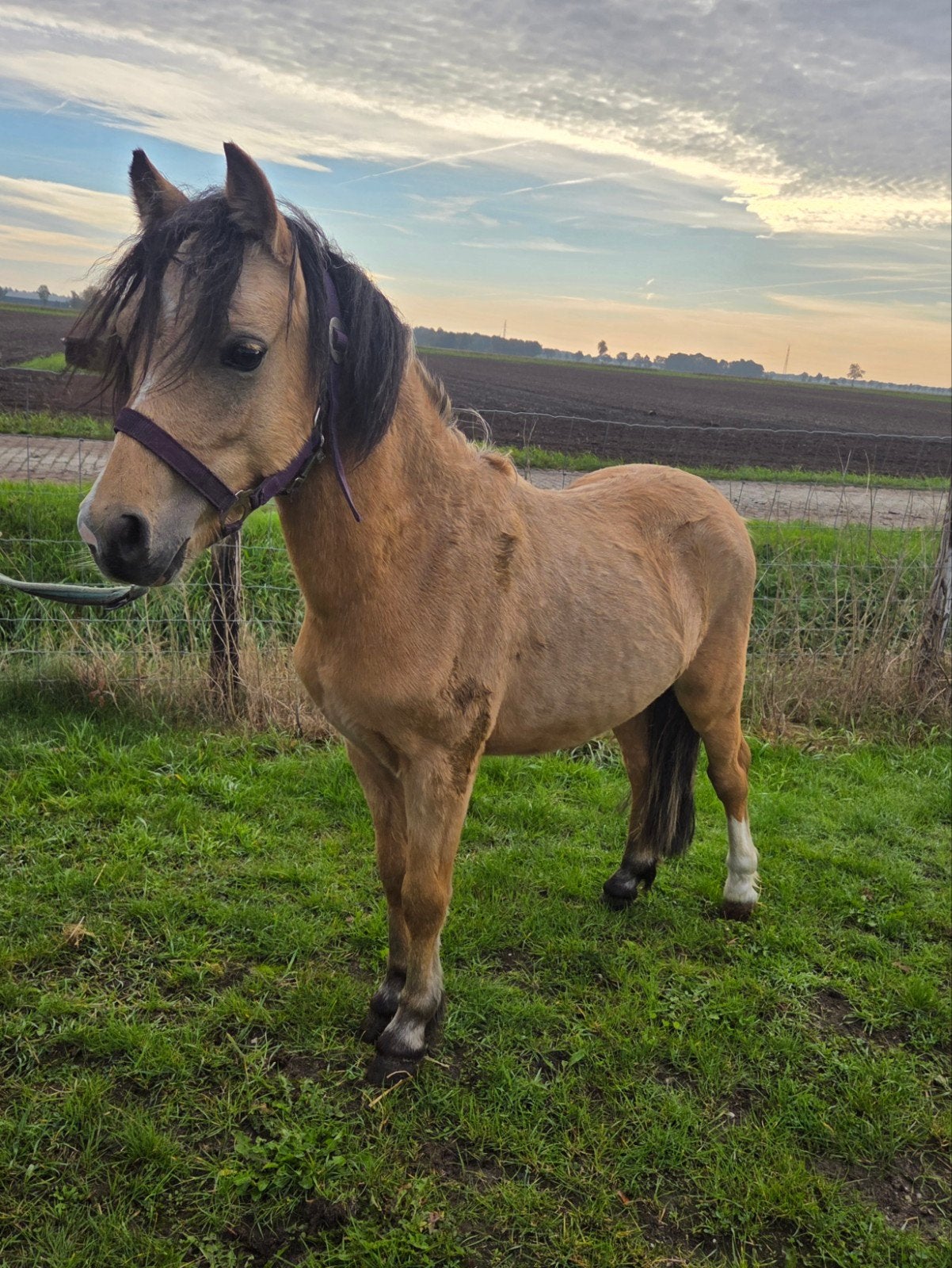 1,5 Jarige Valk Welsh Pony, Dieren en Toebehoren, Gechipt, 0 tot 2 jaar, Hengst, B pony (1.17m tot 1.27m)
