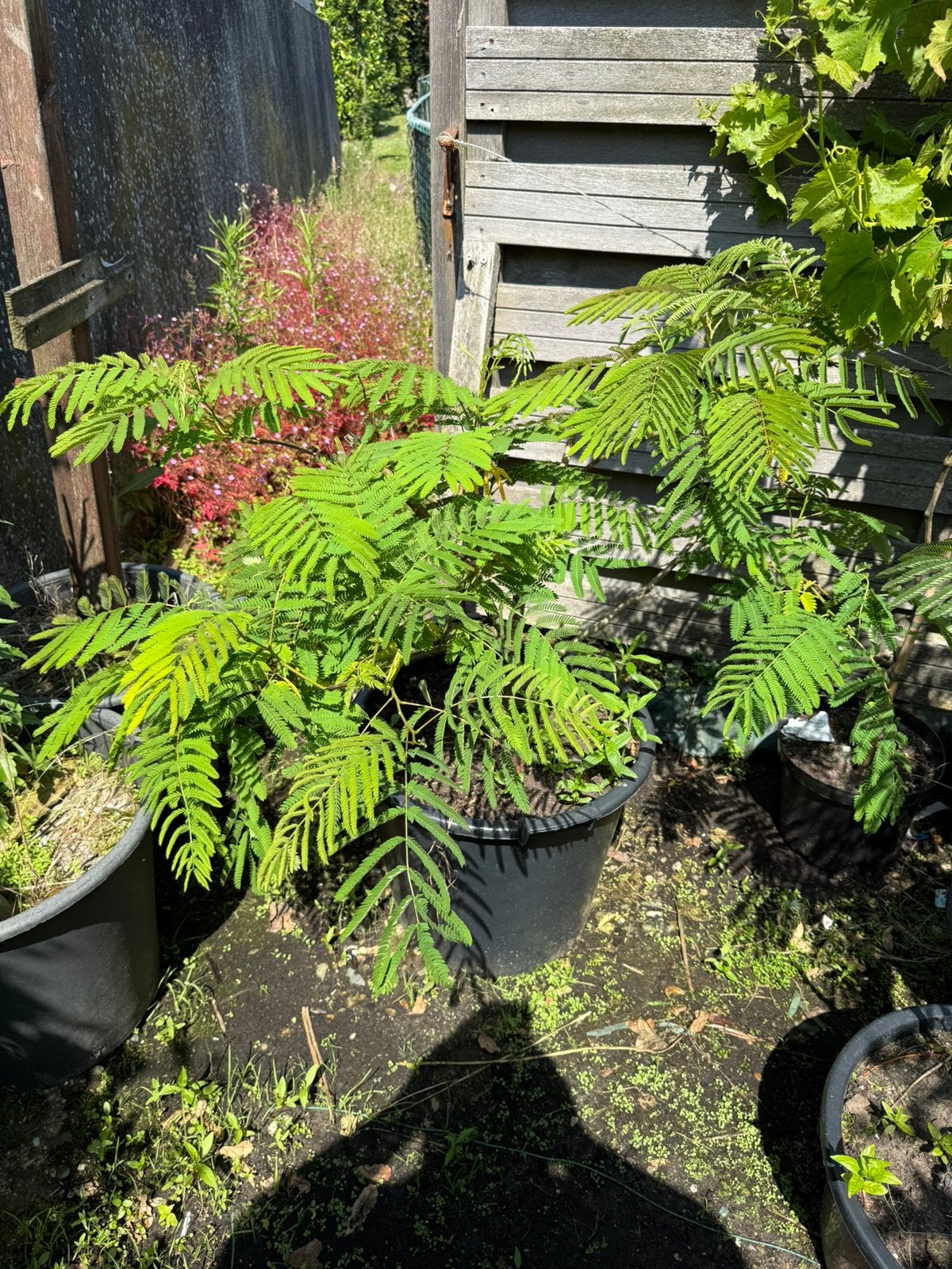 Slaapboompjes / albizias kleur roze beide bijzondere vorm, Volle zon, Vaste plant, Zomer, Ophalen