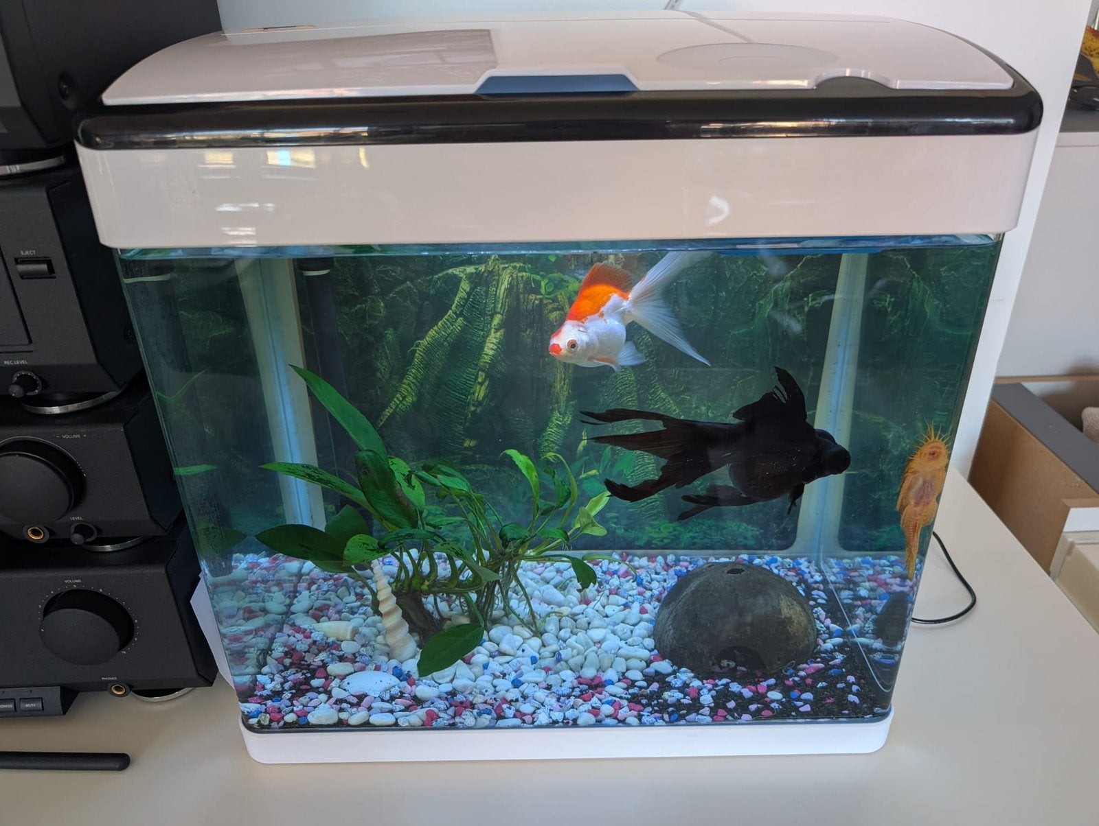 Aquarium accessories met visjes, Dieren en Toebehoren, Vissen | Aquaria en Toebehoren, Ophalen, Zo goed als nieuw, Gevuld zoetwateraquarium