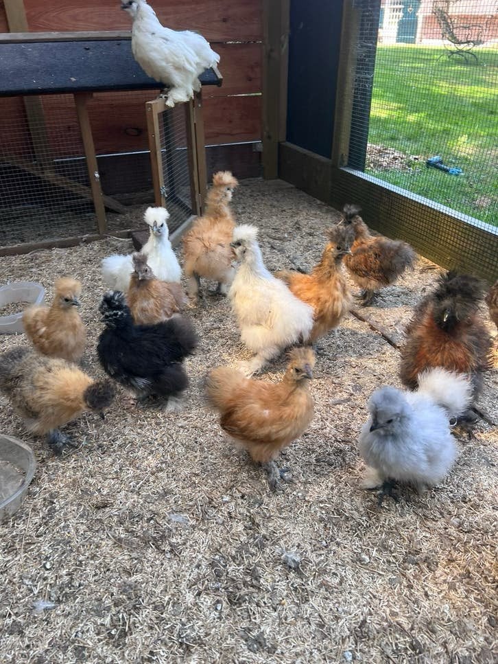Prachtige USA zijdehoenders. Diverse kleuren en leeftijden., Meerdere dieren, Kip