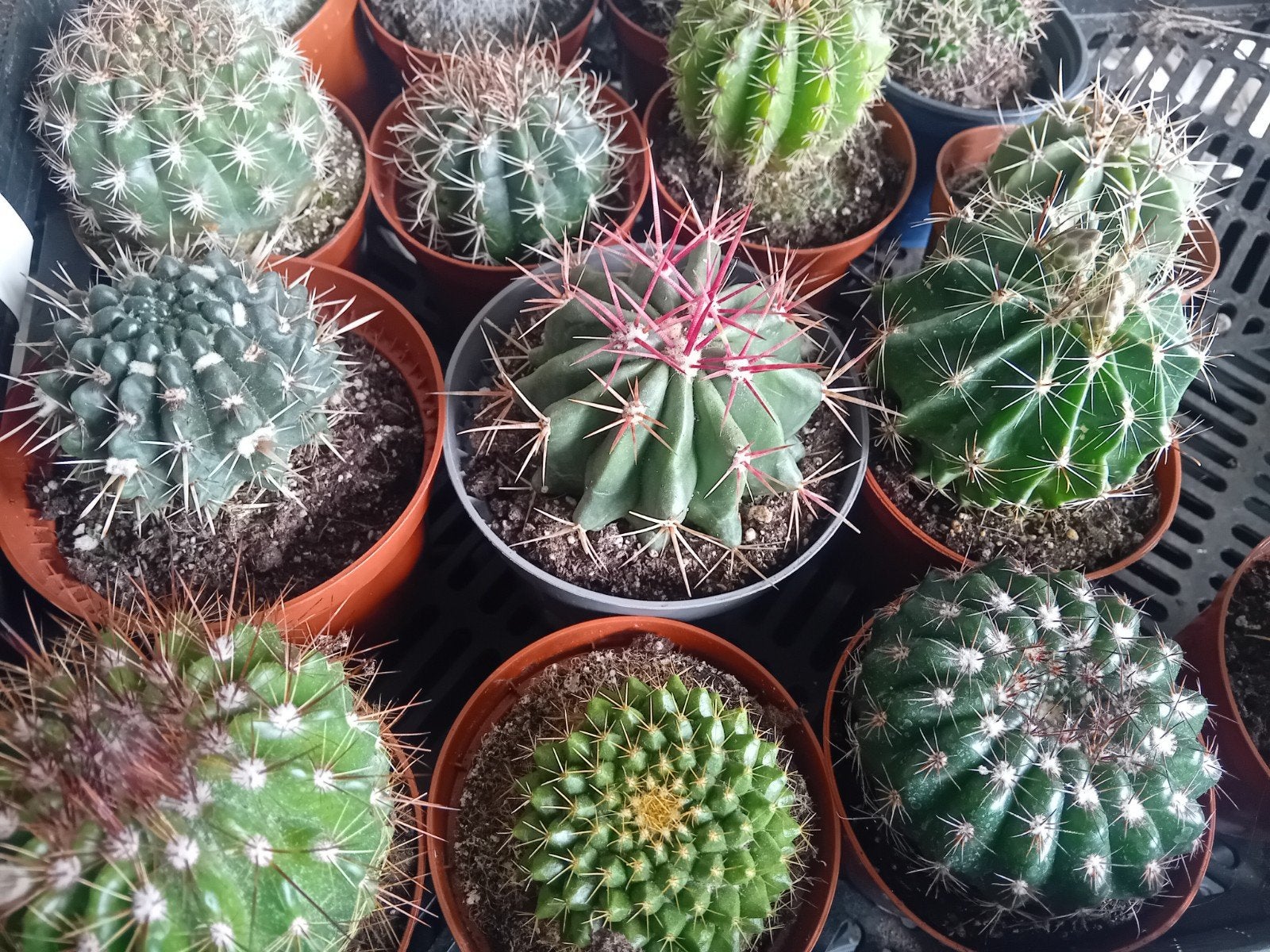 Ronde cactus 10-15cm, Ophalen, Minder dan 100 cm, In pot, Cactus